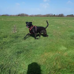 Guernsey Countryside Walks - St Martins