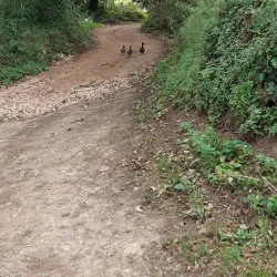 Guernsey Coastal Walks - St Saviours