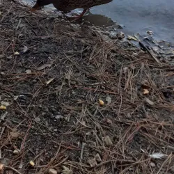 Guernsey Coastal Walks - St Saviours