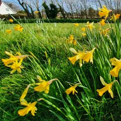 Torteval Coastal Walks - Torteval
