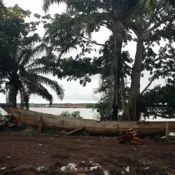 Boffa Mangrove Forests - Boffa
