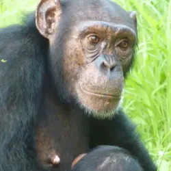 Guinea National Park (Nearby) - Boffa