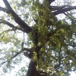 National Museum of Guinea - Conakry