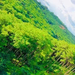 Dalaba Botanical Gardens - Dalaba