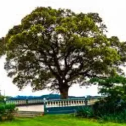 Dalaba Botanical Gardens - Dalaba