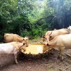 Traditional Villages Around Dinguiraye - Dinguiraye