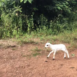 Tougué Market - Tougue