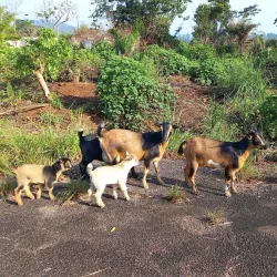Liberian Border Area - Yomou