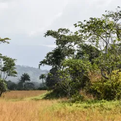 Mount Nimba Strict Nature Reserve - Yomou