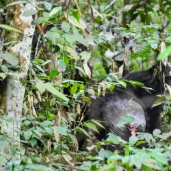 Mount Nimba Strict Nature Reserve - Yomou