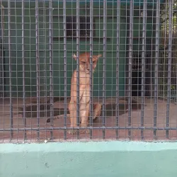 Guyana Zoo - Enterprise