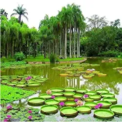 Botanical Gardens - Georgetown