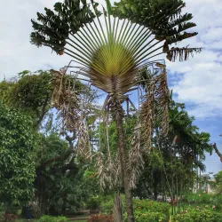 Promenade Gardens - Georgetown