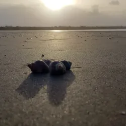 Bird Watching Tours - Ituni