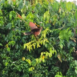 Bird Watching Tours - Ituni