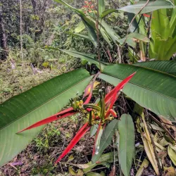 Kaieteur National Park (Day Trip) - Ituni