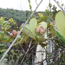 Kaieteur National Park (Day Trip) - Ituni