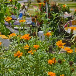 Mining Museum (Georgetown) - Ituni