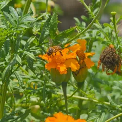Mining Museum (Georgetown) - Ituni