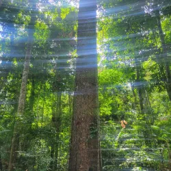 Nearby Rainforest Trails - Kumaka