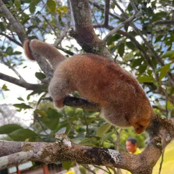 Wildlife Observation - Kumaka