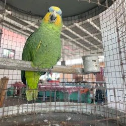 Bird Watching Tours - LaGrange