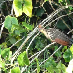 Bird Watching Tours - LaGrange