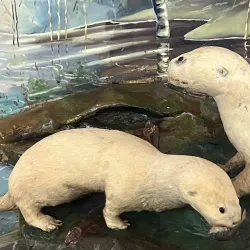 Guyana National Museum - New Amsterdam