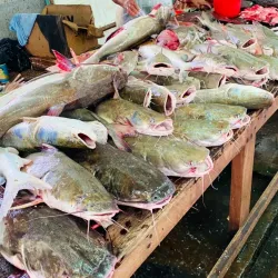 New Amsterdam Market - New Amsterdam