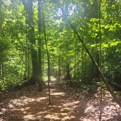 Rainforest Surrounding Orealla - Orealla