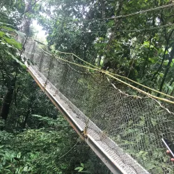 Rainforest Surrounding Orealla - Orealla