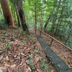 Rainforest Surrounding Orealla - Orealla