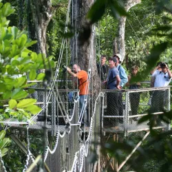 Iwokrama Canopy Walkway - Paradise