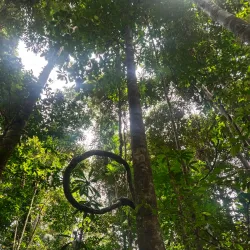 Iwokrama Canopy Walkway - Paradise