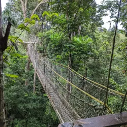 Iwokrama Canopy Walkway - Paradise