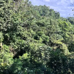 Iwokrama Canopy Walkway - Paradise