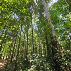 Iwokrama Canopy Walkway - Paradise