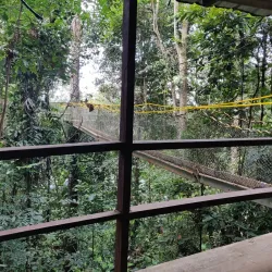 Iwokrama Canopy Walkway - Paradise