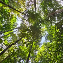 Iwokrama Canopy Walkway - Paradise