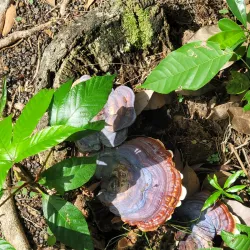 Iwokrama Forest - Paradise