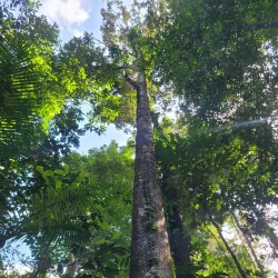 Iwokrama Forest - Paradise