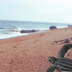 Shell Beach - Paradise