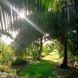 Essequibo Islands-West Demerara Region - Parika