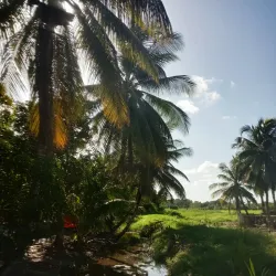 Essequibo Islands-West Demerara Region - Parika