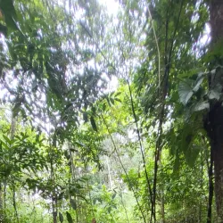 Fort Island - Parika