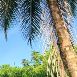 Local Rice Farms - Port Mourant