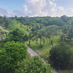 Local Rice Farms - Port Mourant
