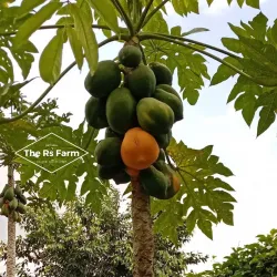 Local Rice Farms - Port Mourant