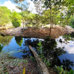 Local Rice Farms - Port Mourant