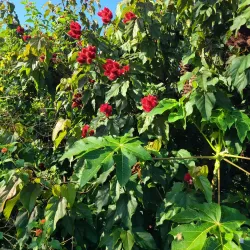 Local Rice Farms - Port Mourant
